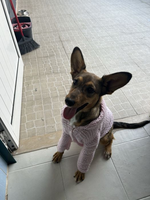 Filhote para adoção