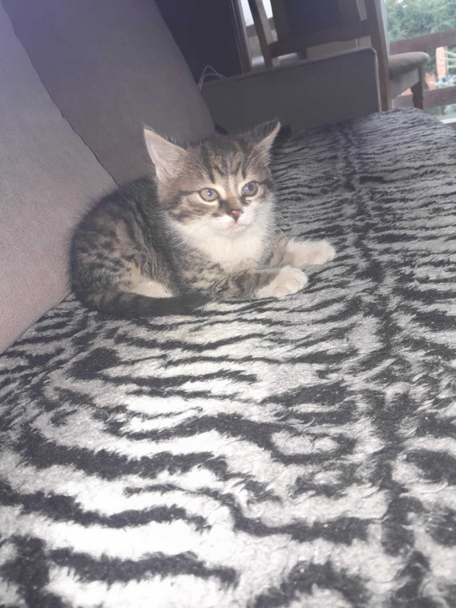 Oddam w dobre ręce trzy przepiękne kotki  kotki są śliczne zadbane.