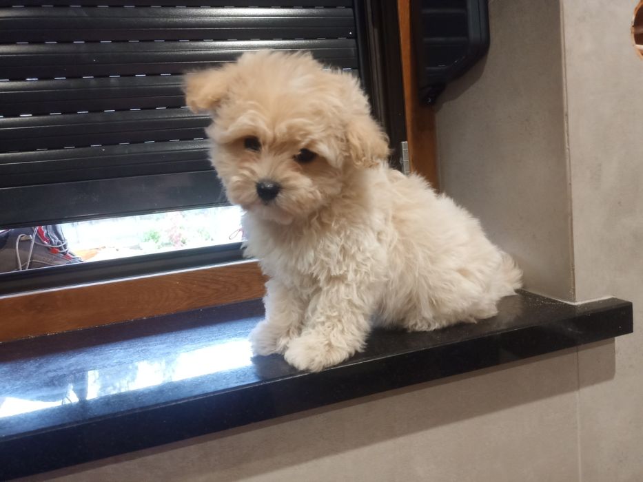 Maltipoo piesek miniaturka