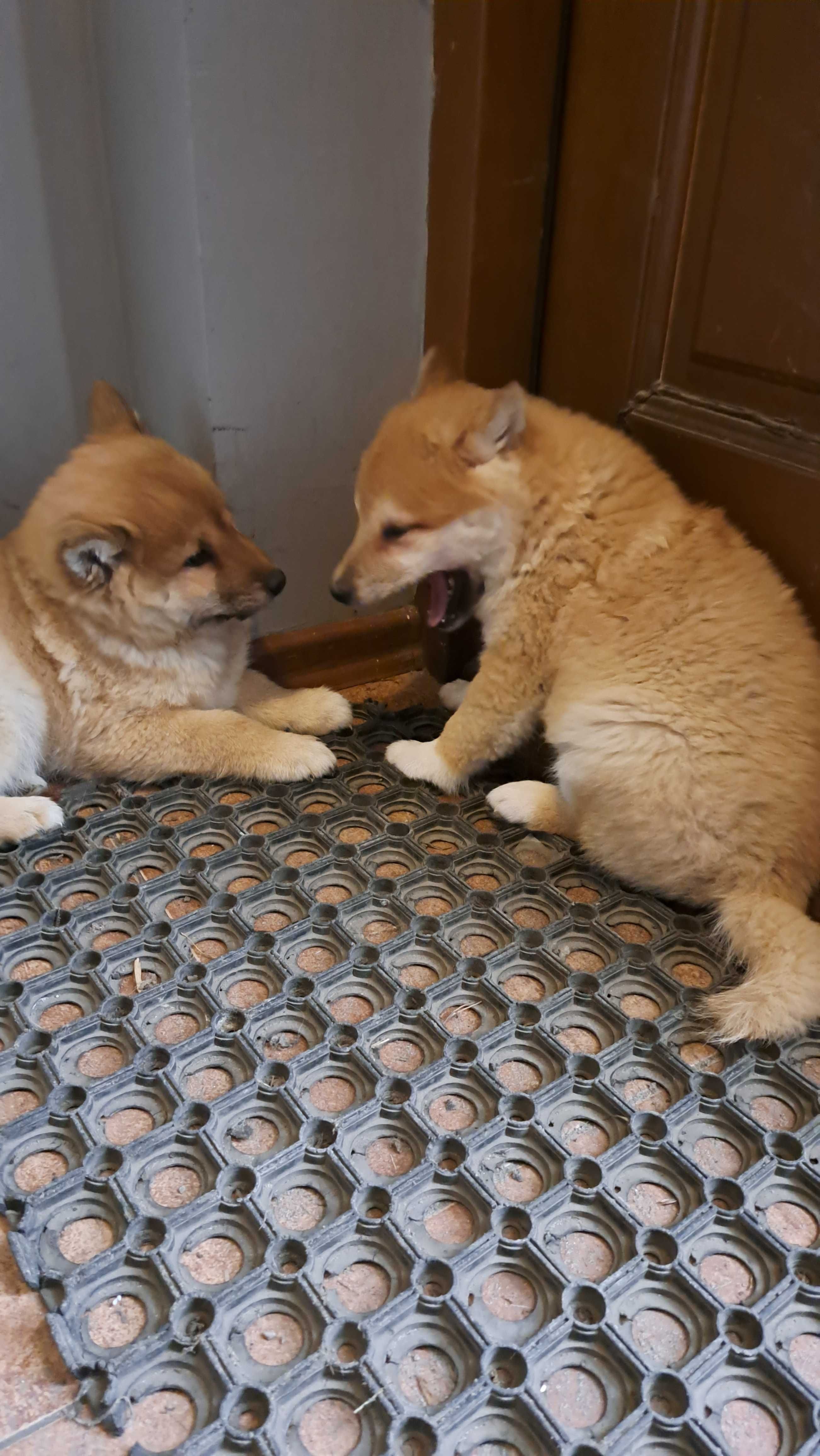 Shiba inu PIesek