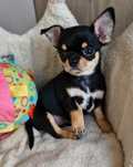 ** Zoraya ** Chihuahua krótkowłosa suczka black tan