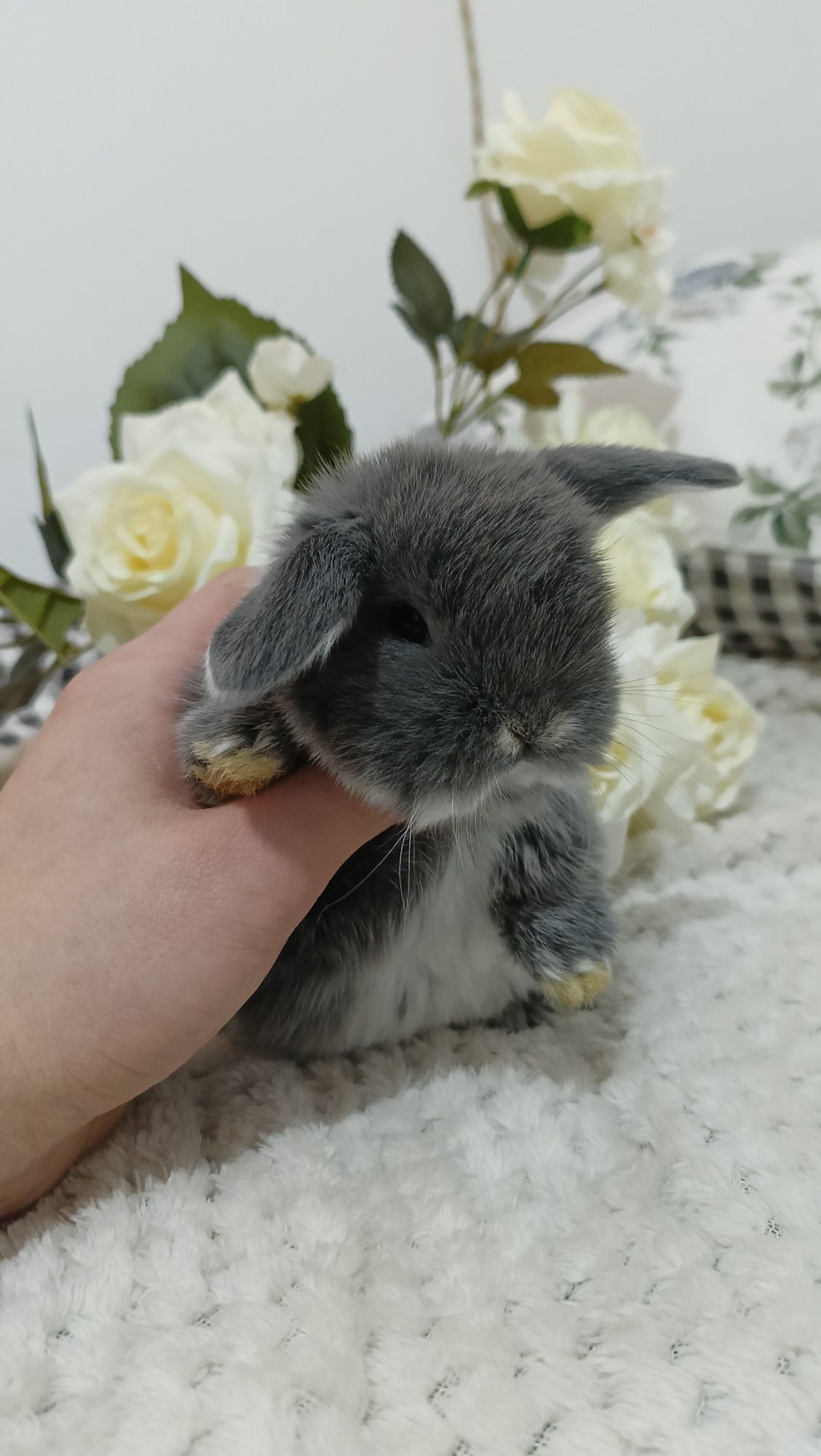 Mini lop króliki karzełek miniaturka baranek
