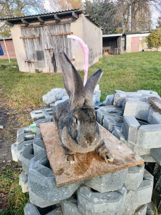 Olbrzym belgijski  samiec