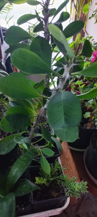 Korona cierniowa wilczomlecz lsniacy sadzonka