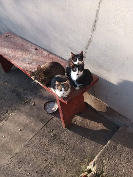 Покинуті кошенятка в добрі руки