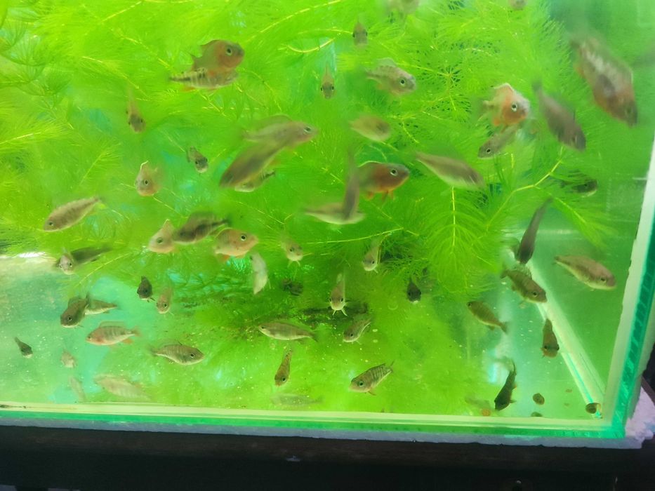 Aulonocara stuartgranti ok. 60szt 4-5 cm