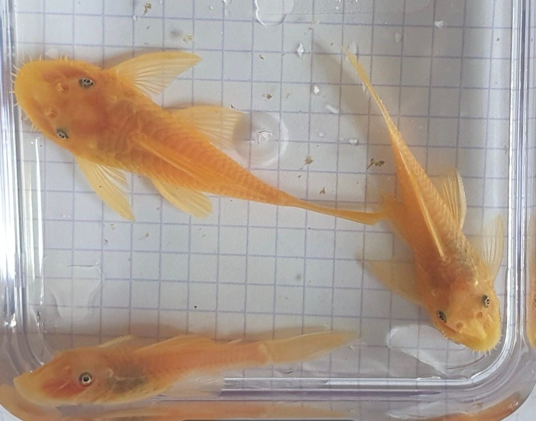 Ancistrus L144 Lemon Zbrojnik Glonojad Wysyłka