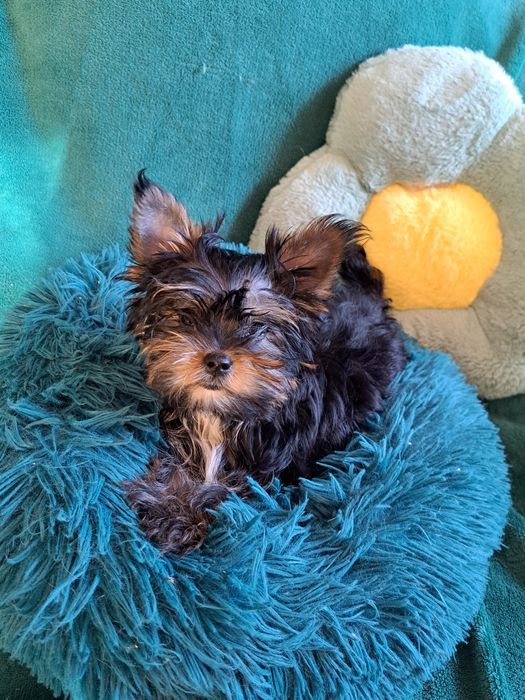 Yorkshire Terrier, york Drobnej budowy