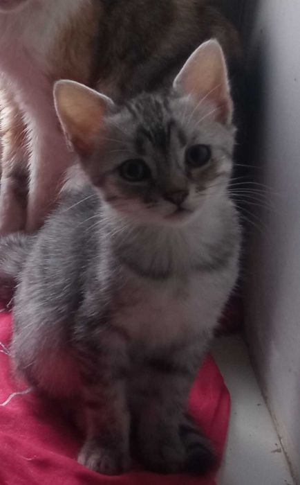 Котята бесплатно!