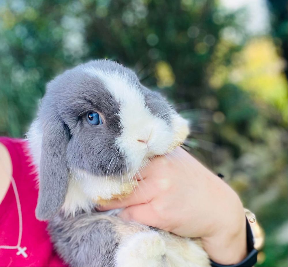 MINI LOP - królik rasowy / miniaturka - legalna hodowla, metryka