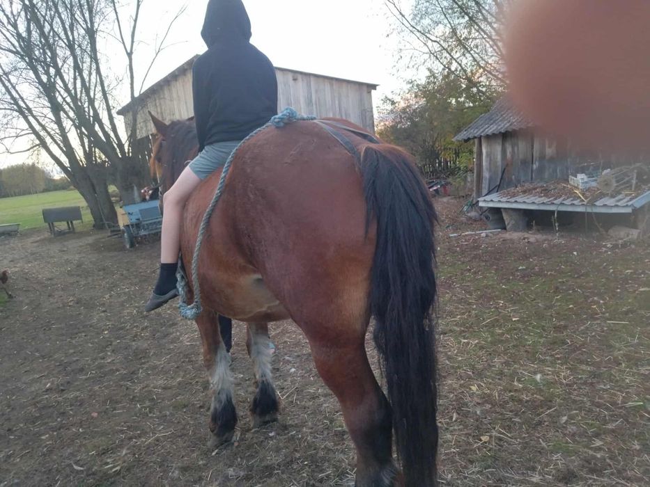 Sprzedam klacz ze źrebakiem