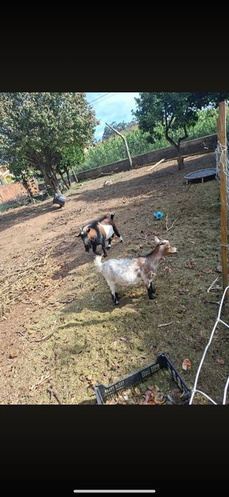 Cabras anãs 9 meses