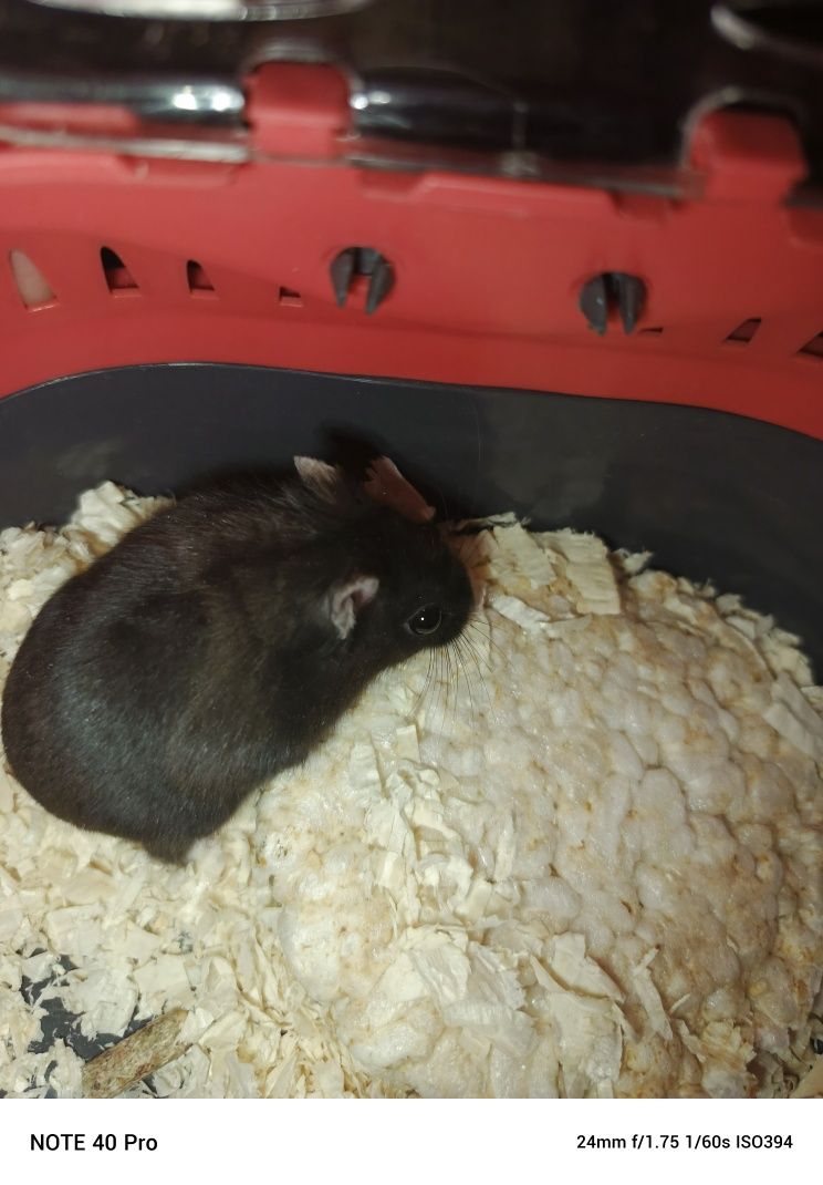 Oddam chomika hybrydę