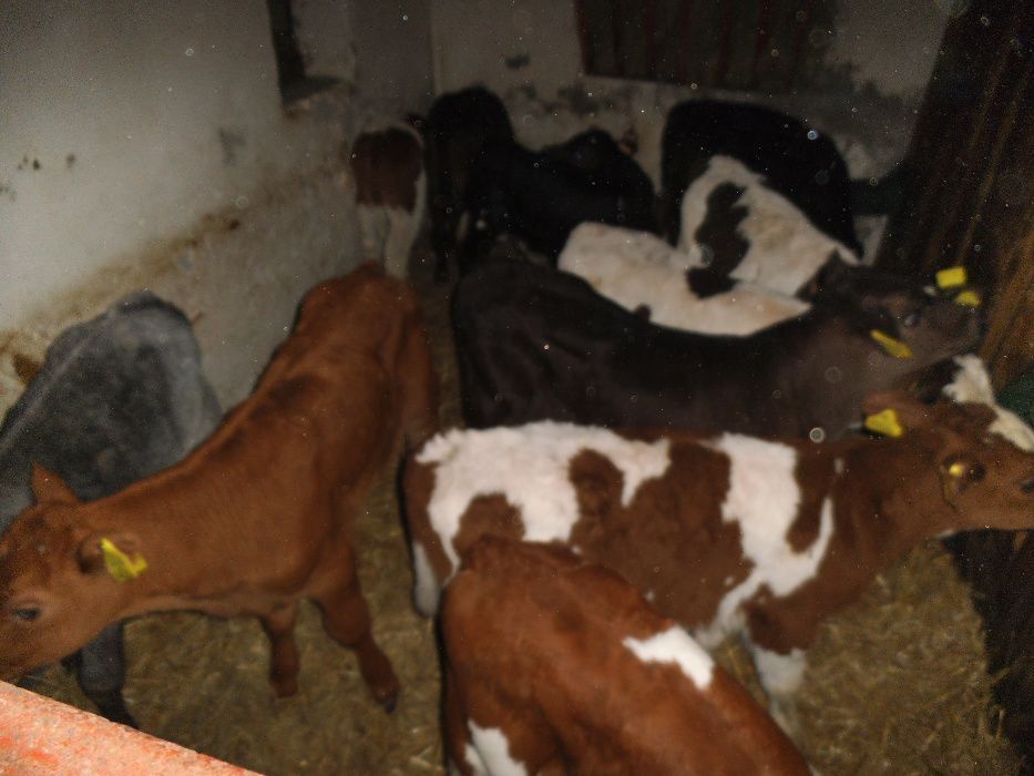 Cielęta, cielaki, byczki oraz jałówki mięsne, MM,MS,HF transport