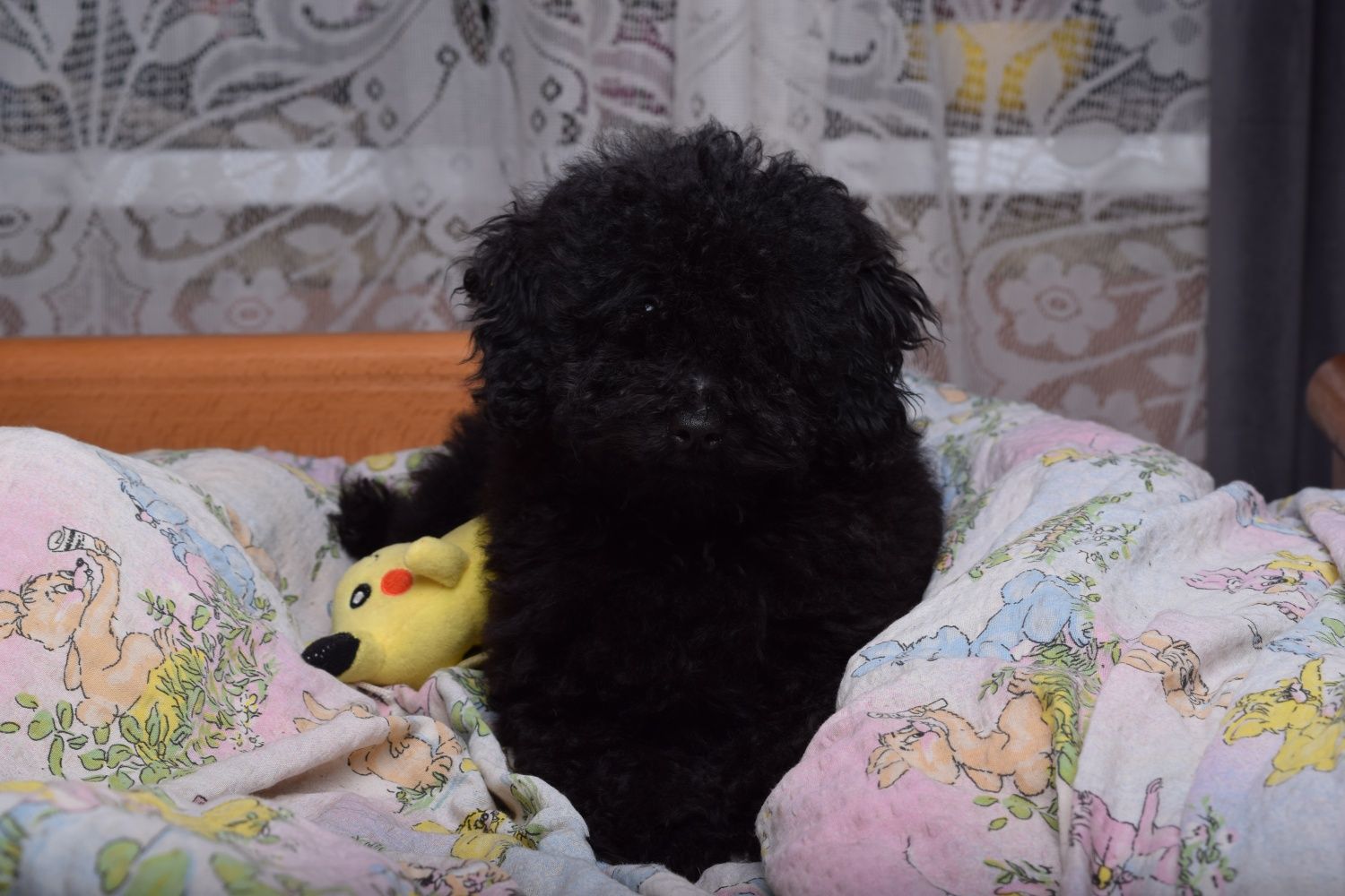 Pudel miniaturowy - miniatura czarny czarna pies chłopak