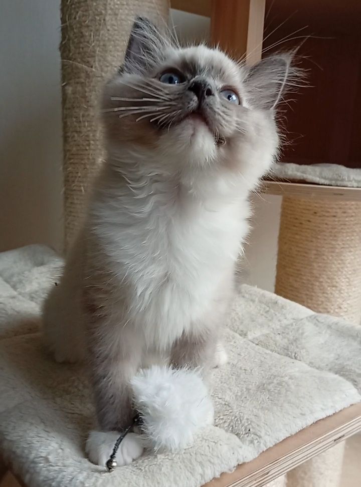 Ragdoll kociak FPL do płatnej adopcji