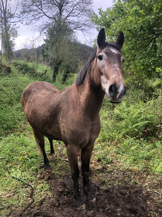 Cavalo 4 anos bom para crianças