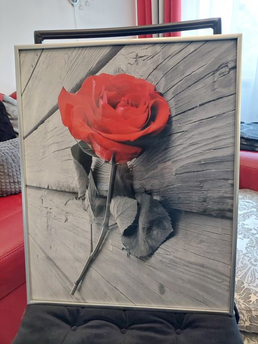 Obraz czerwona róża
