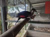 Turaco leucotis criado a mão