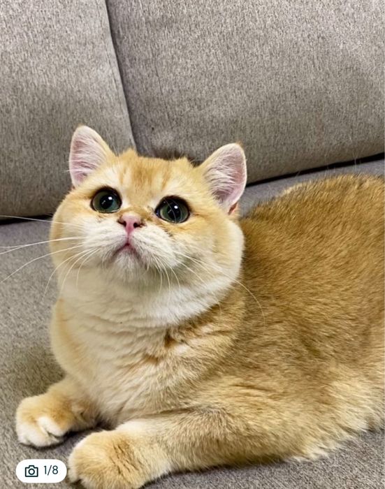 Кошеня кошенята котики котята