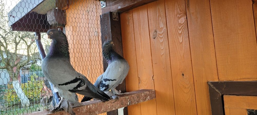 Berlińskie Krótkodziobowe Korniate