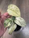 Scindapsus Dark Silver Cloud Variegata