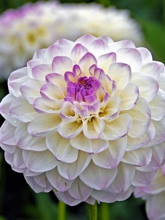 Георгіни, Жоржини, Евелін, червоні кулясті , величезні кущі