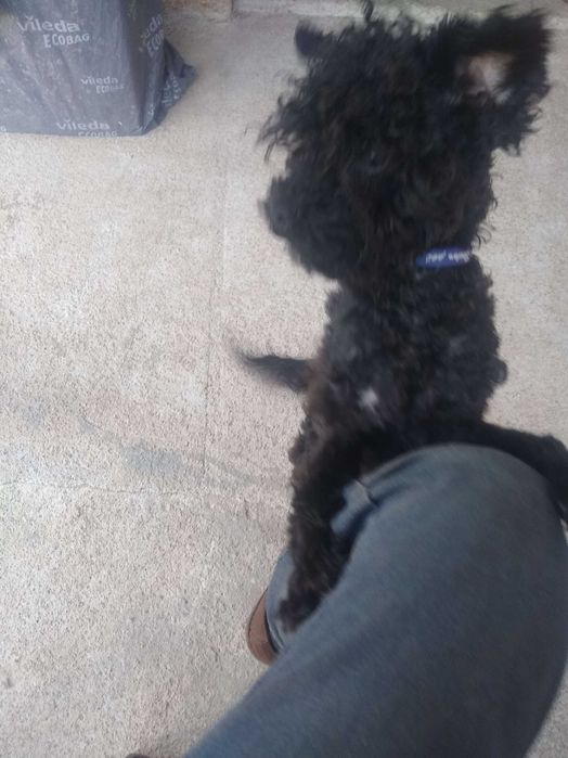Cão macho jovem para adoção em um bom lar