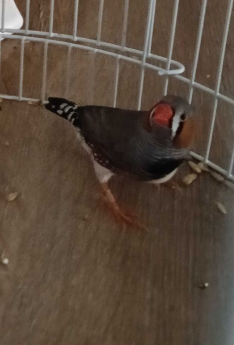 Tenho um Mandarim Macho