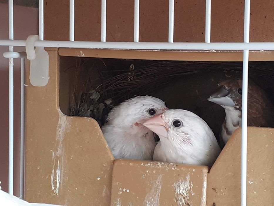 Bengalins 12 unidades