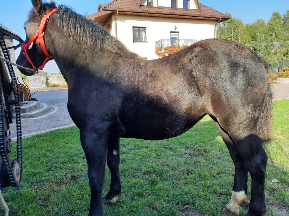 Źrebica zimnokrwista kara 9 miesięcy