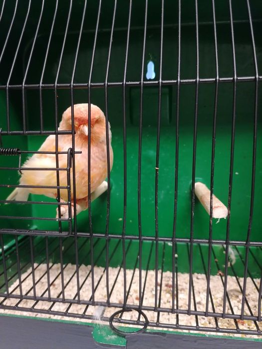 C  A  N  A  R  I  O  S