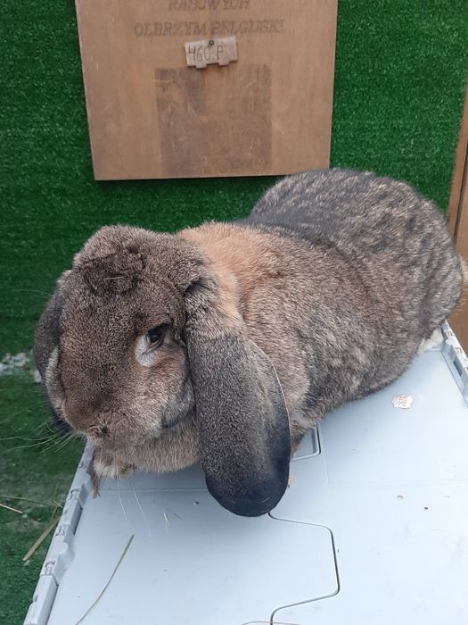 Samice Francuski Baran Szary po ocenach