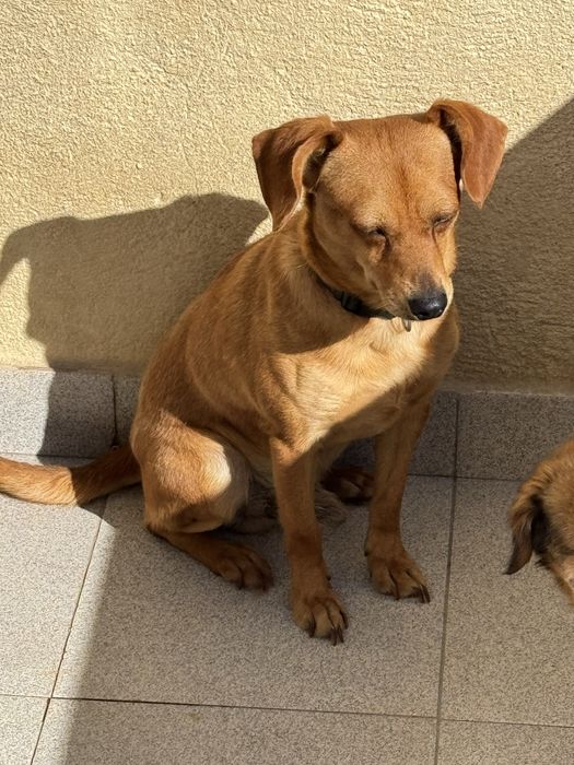 Cachorro meigo precisa de nova casa