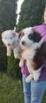 Border Collie szczeniak z rodowodem