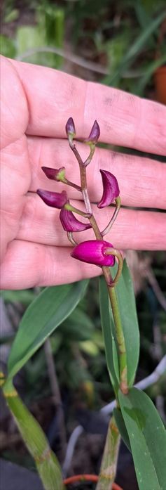 Vendo Dendrobium  kingianum de cor rosa choque.