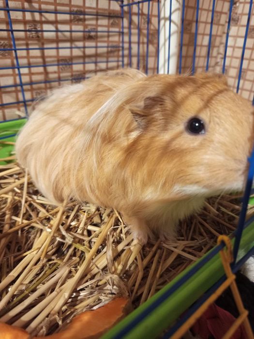 Морська свинка Хлопчик