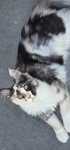 Maine Coon szylkretka