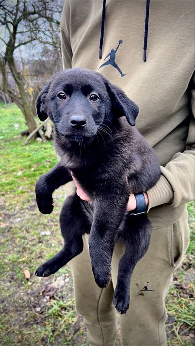 ЩЕНКИ от мамы лабрадора осталось всего ДВА щенка!!!