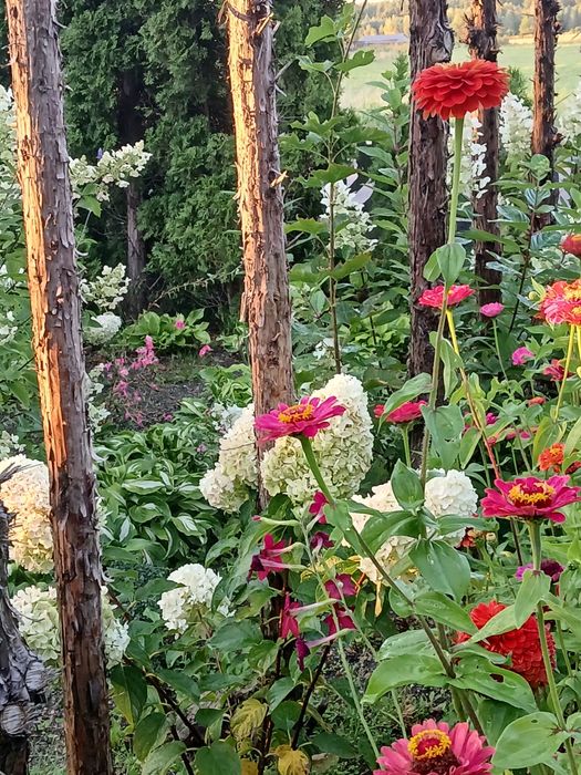 Cynie  liatra klosowata nasiona różne  kolory