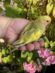 Agapornis domesticado