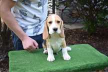 Beagle  szczeniak piesek FCI Zkwp badania genetyczne