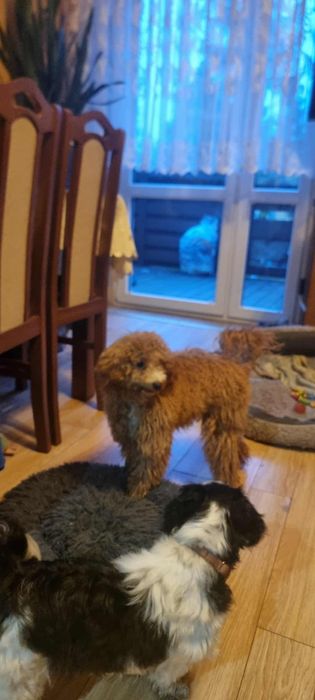 Maltipoo chłopak red