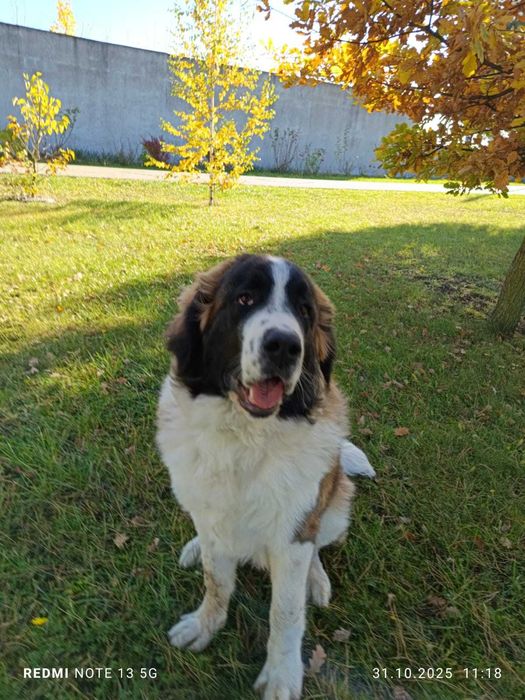 Moskiewski pies strozujacy szczeniak