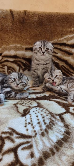 Котята скоттиш фолд