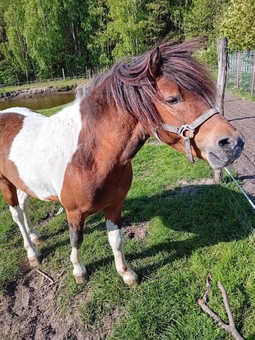 Sprzedam kucyki ogier 5lat 2lata ogierek kycyki konik maly konie