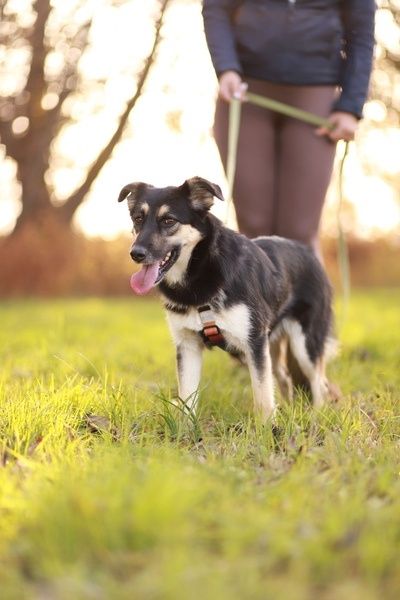 Mela - wyjątkowa i delikatna suczka poleca się do adopcji