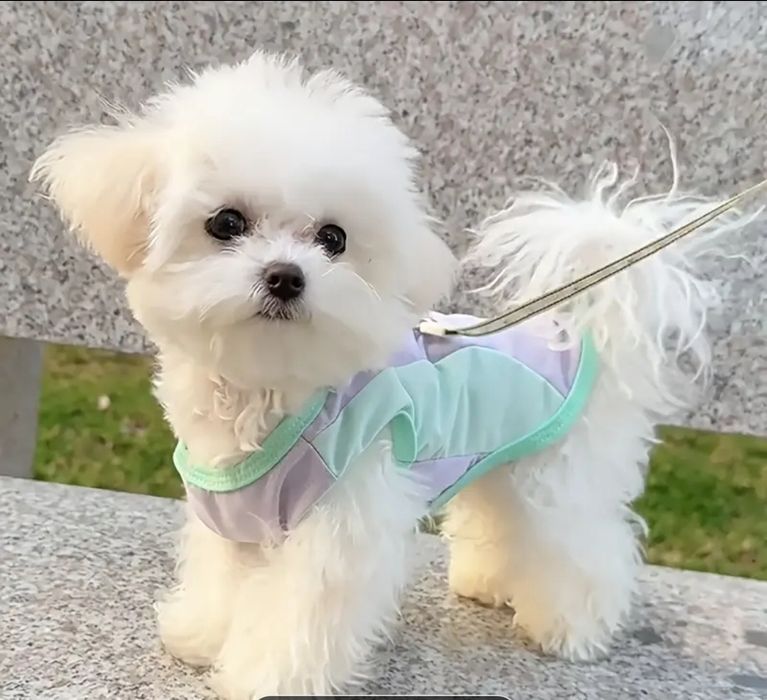 Летний жилет для мелких пород собак