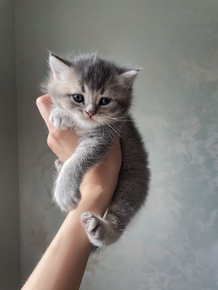 Шотландські чистокровні кошенята, котик фолд,шотландские котята