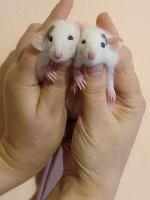 Щурики домашні їм по місяцю